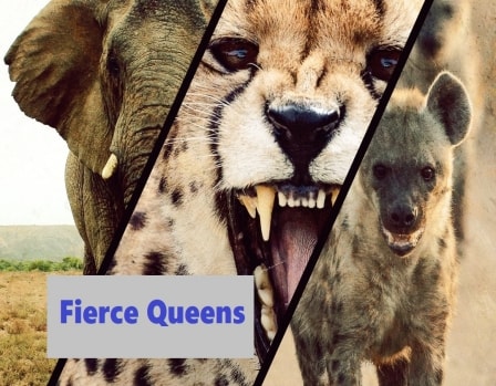 دانلود سریال Fierce Queens