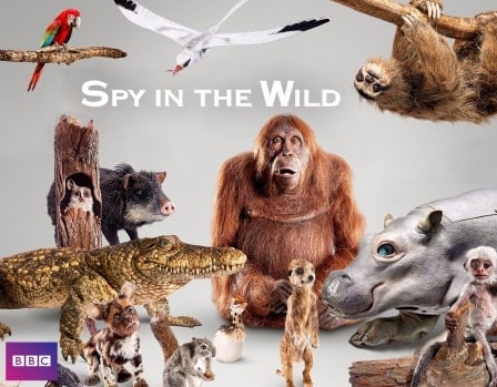 دانلود سریال Spy In The Wild