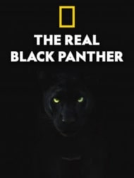 دانلود فیلم The Real Black Panther 2020